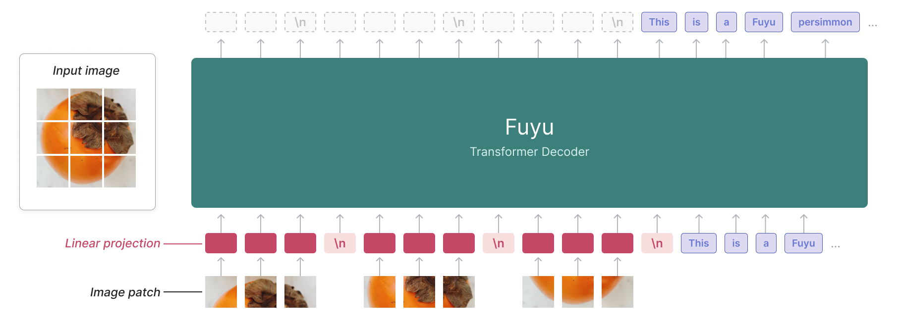 The Fuyu architecture